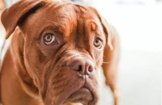 Covid, aiuti a chi ha animali